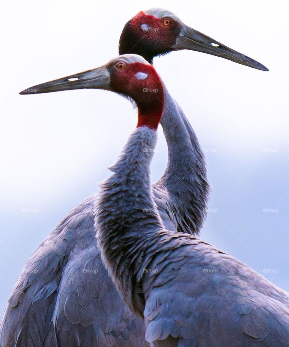 Sarus crane