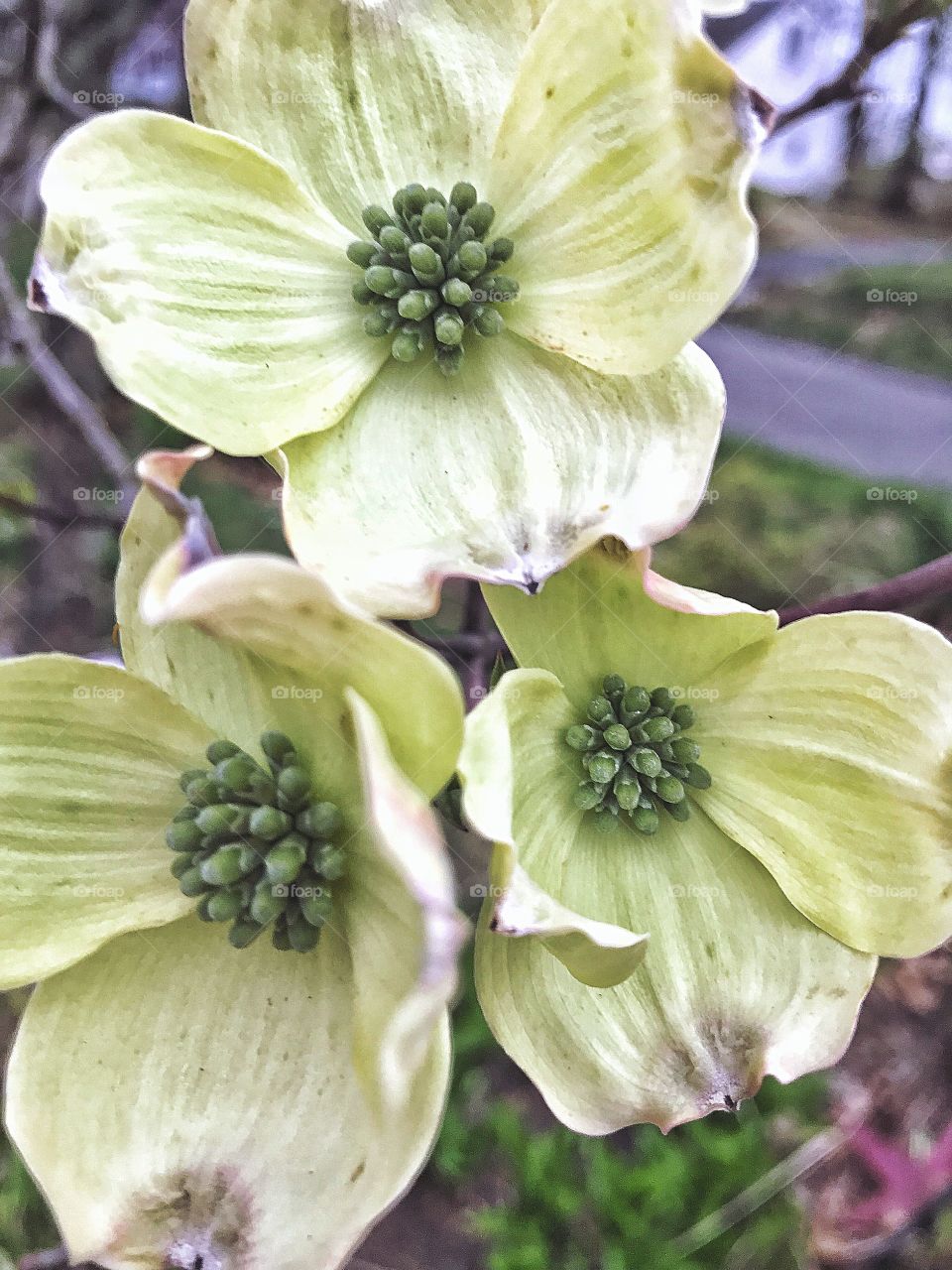 My Dogwood tree