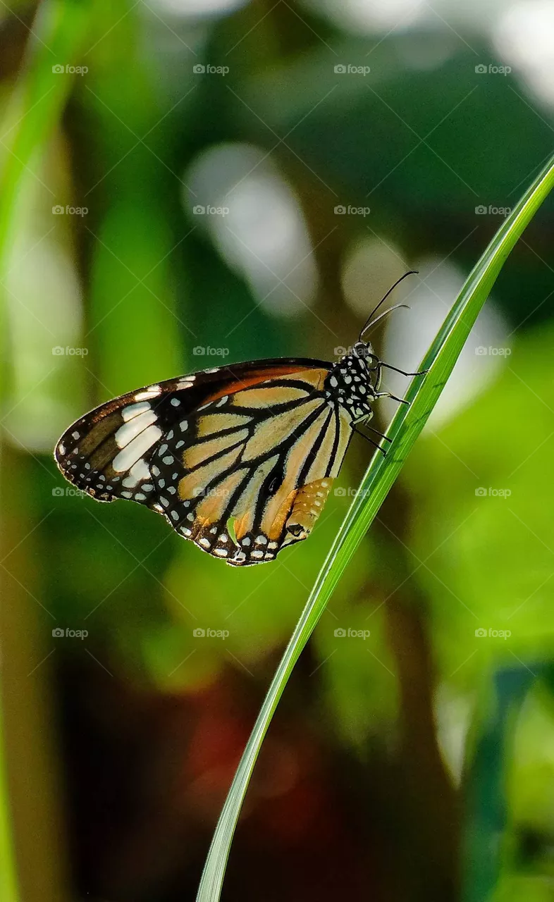 butterfly