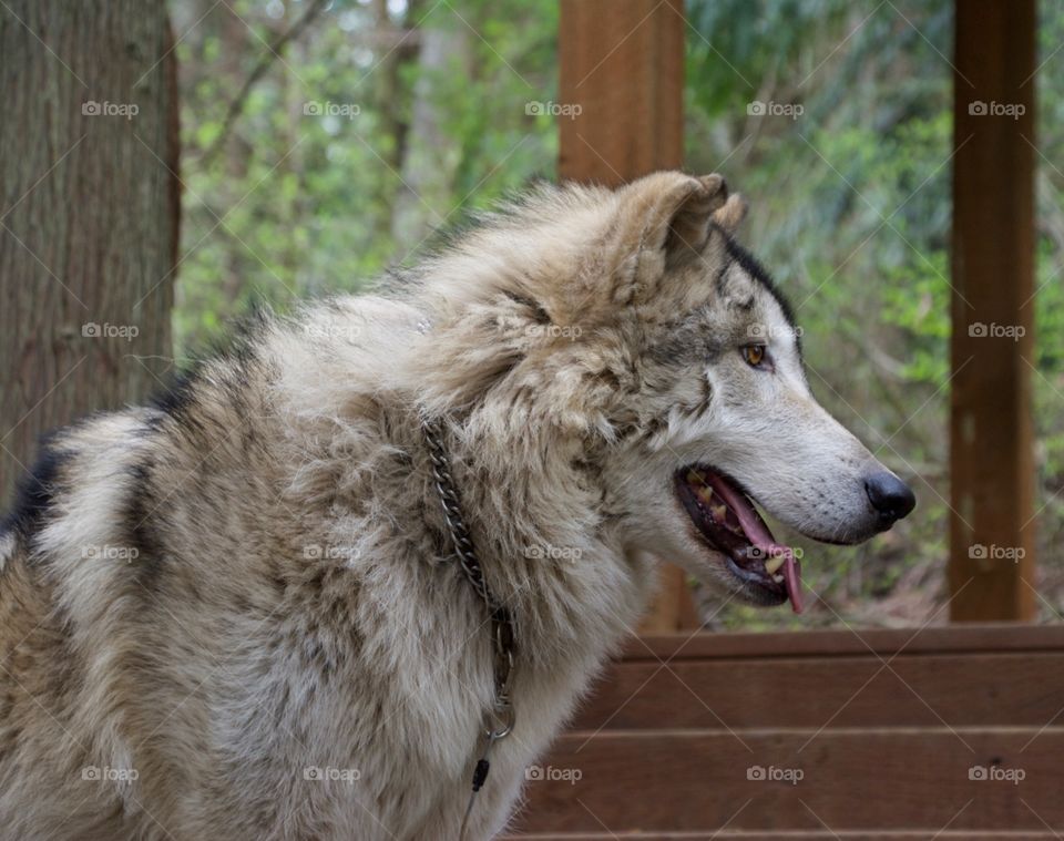 Beautiful wolf