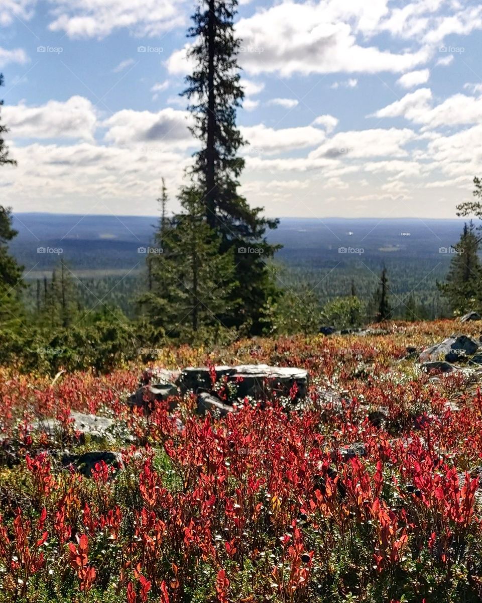 Pallas-Yllästunturi nationalpark, Lapland, Finland