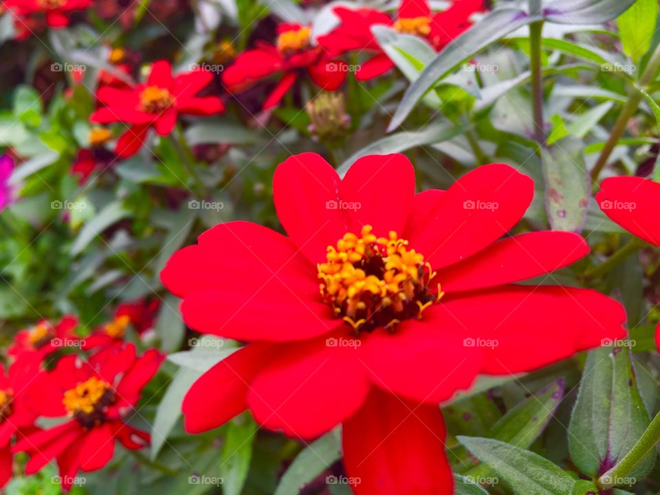 Red dagy flower