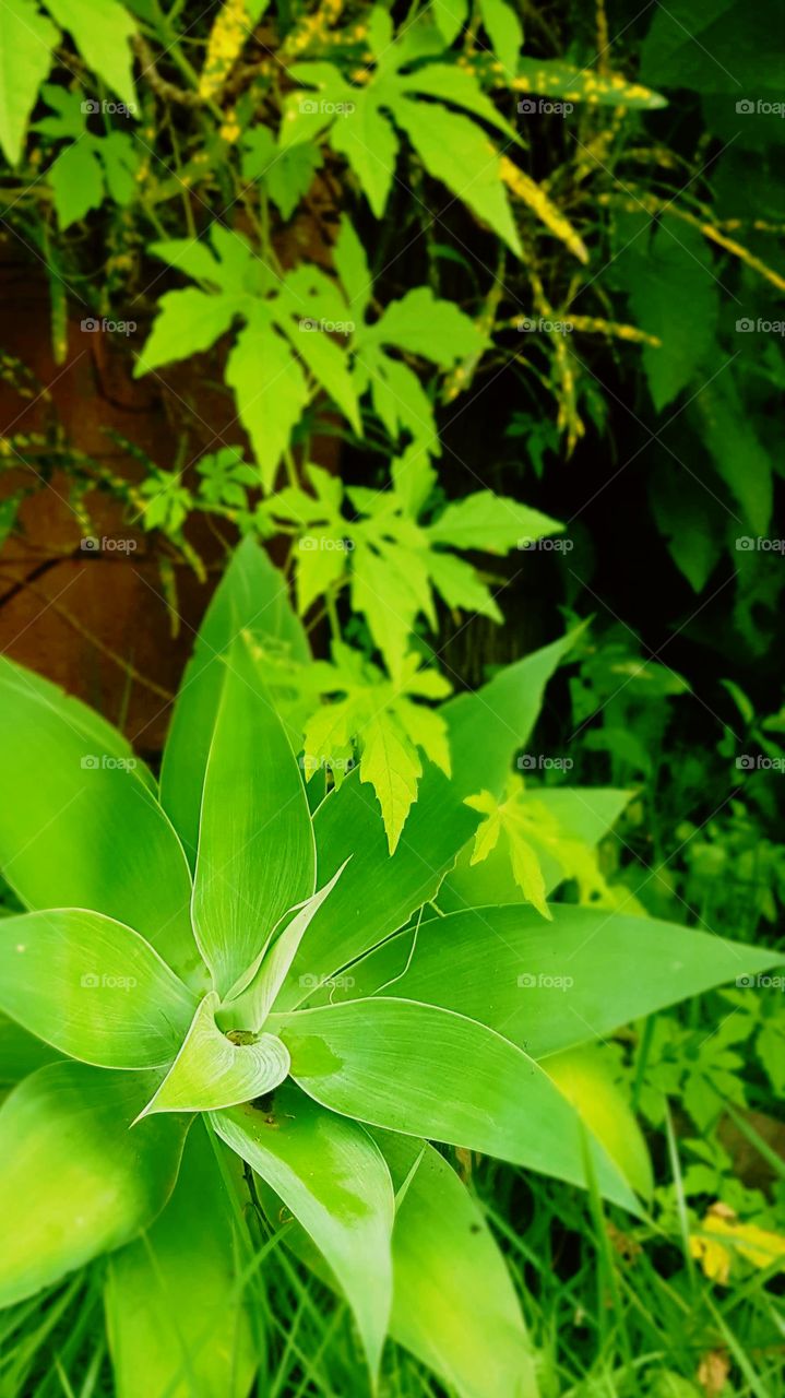 green leaf