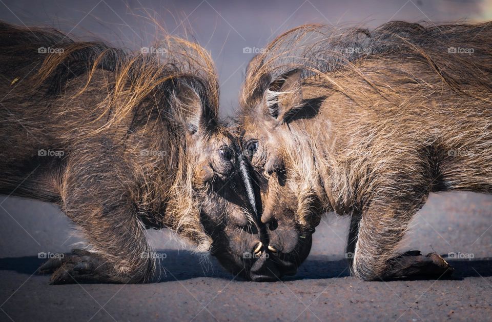 Seeing Eye to Eye warthog challenge of toughness and strength