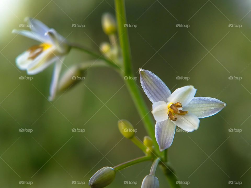 White flower.