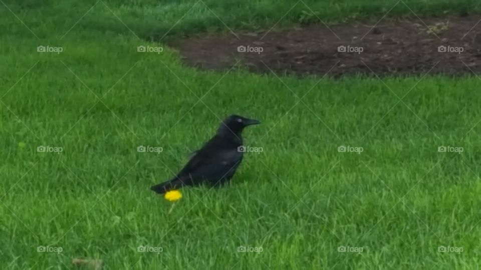 caw caw crow