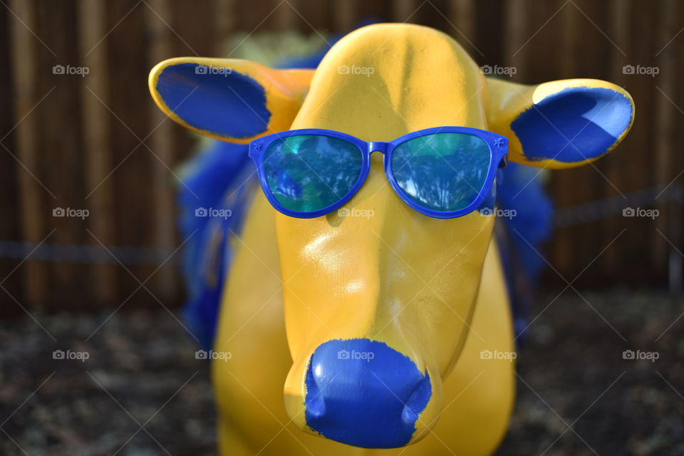 Yellow cow