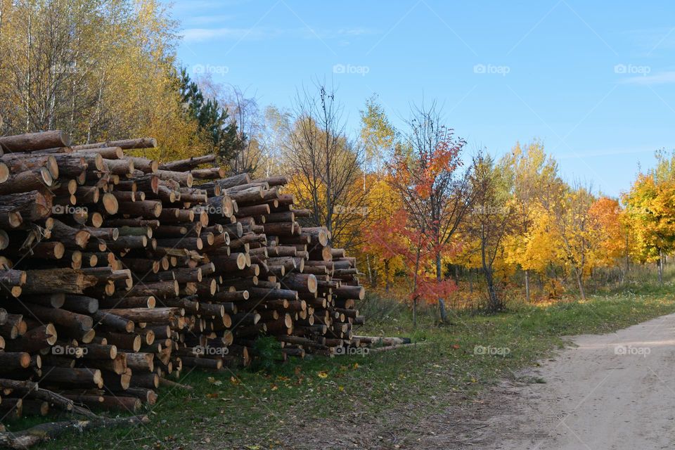 cut trees beautiful nature landscape