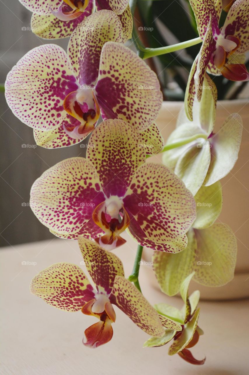 orchids flowers house plants beautiful texture