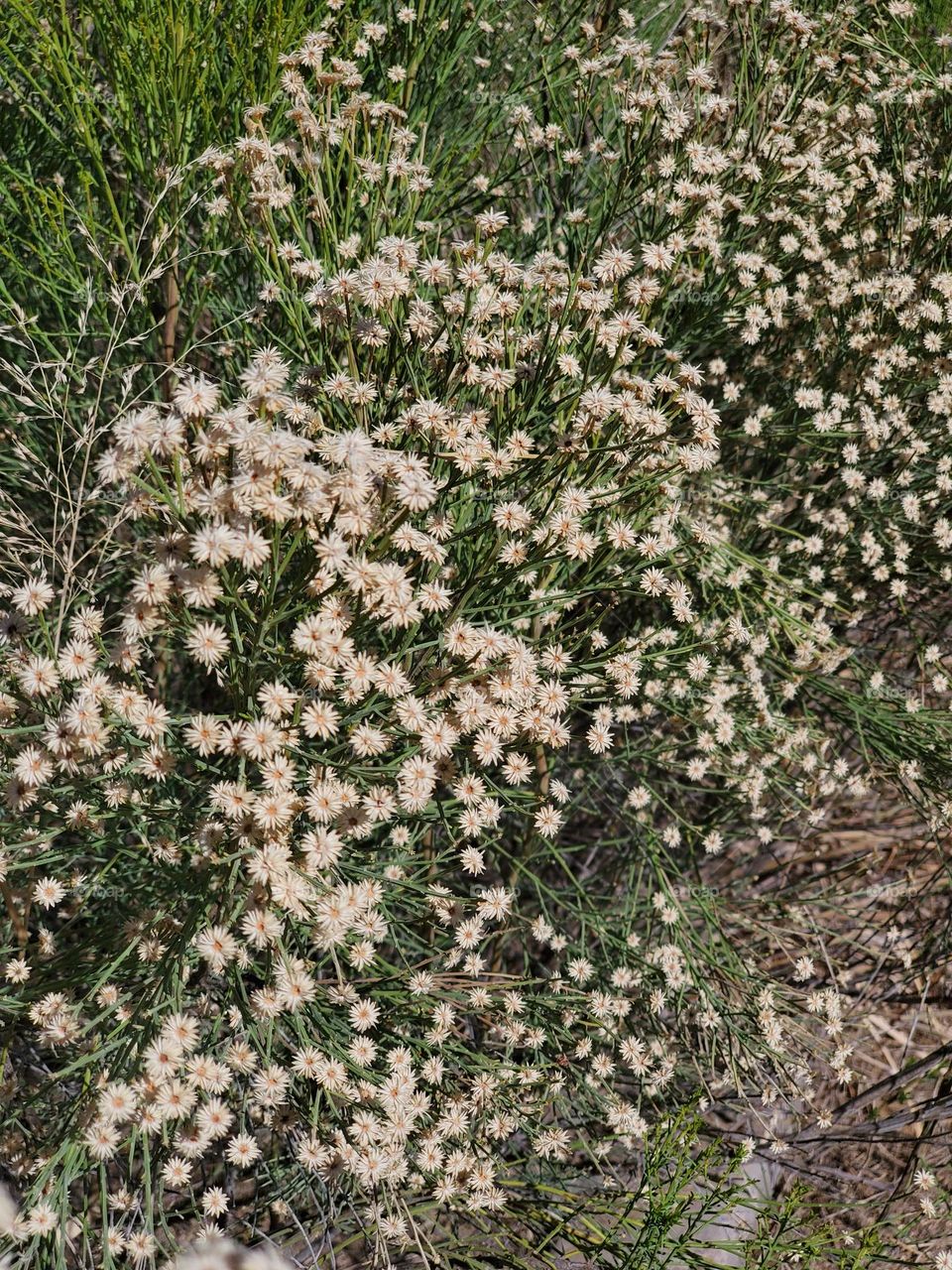 Tiny Desert Flowers on a Shrub