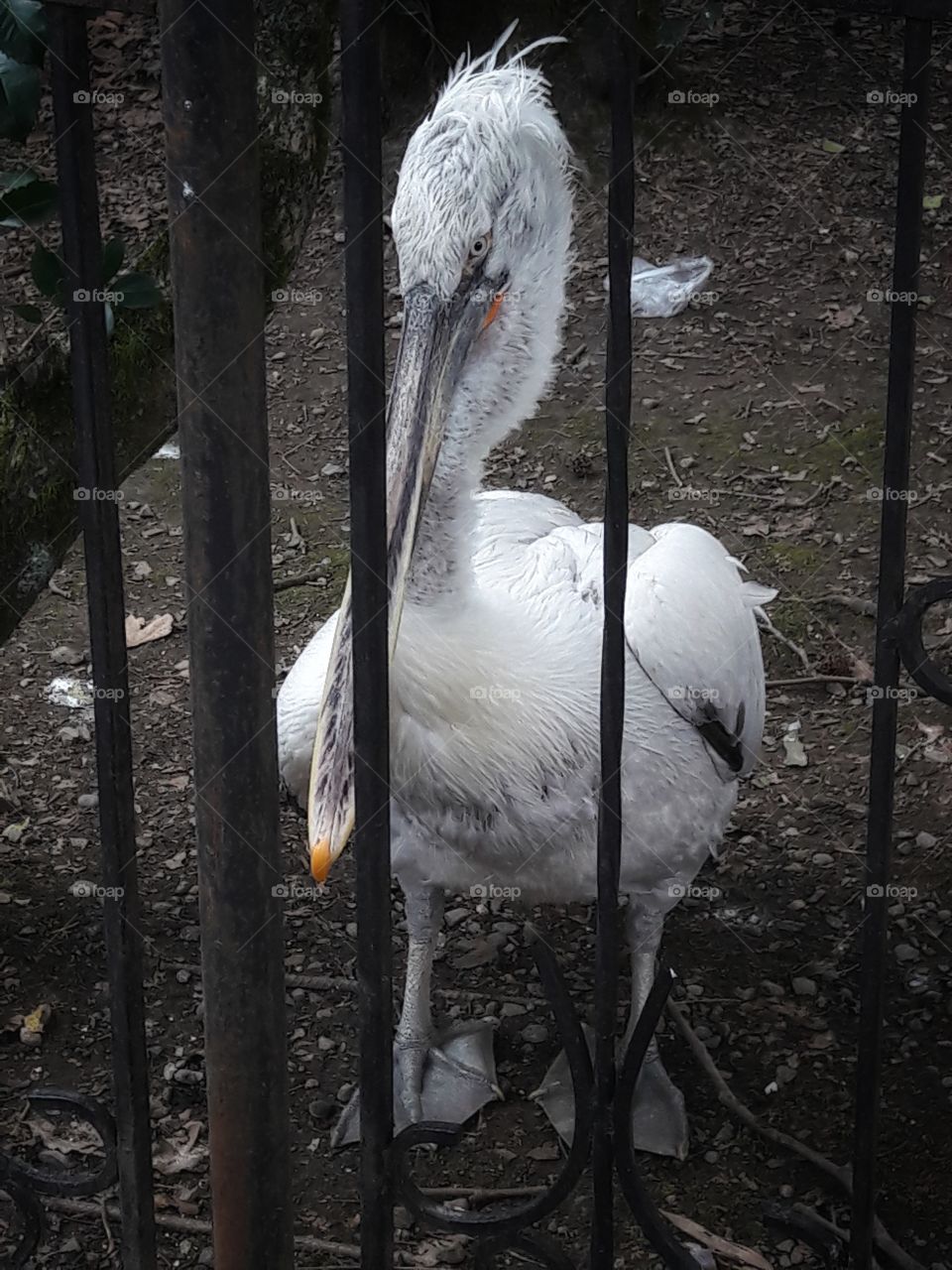 Russia view zoo animals wild outside outdoor day part details capture life