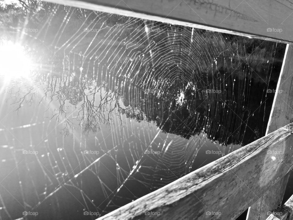 Spiderweb 🕸