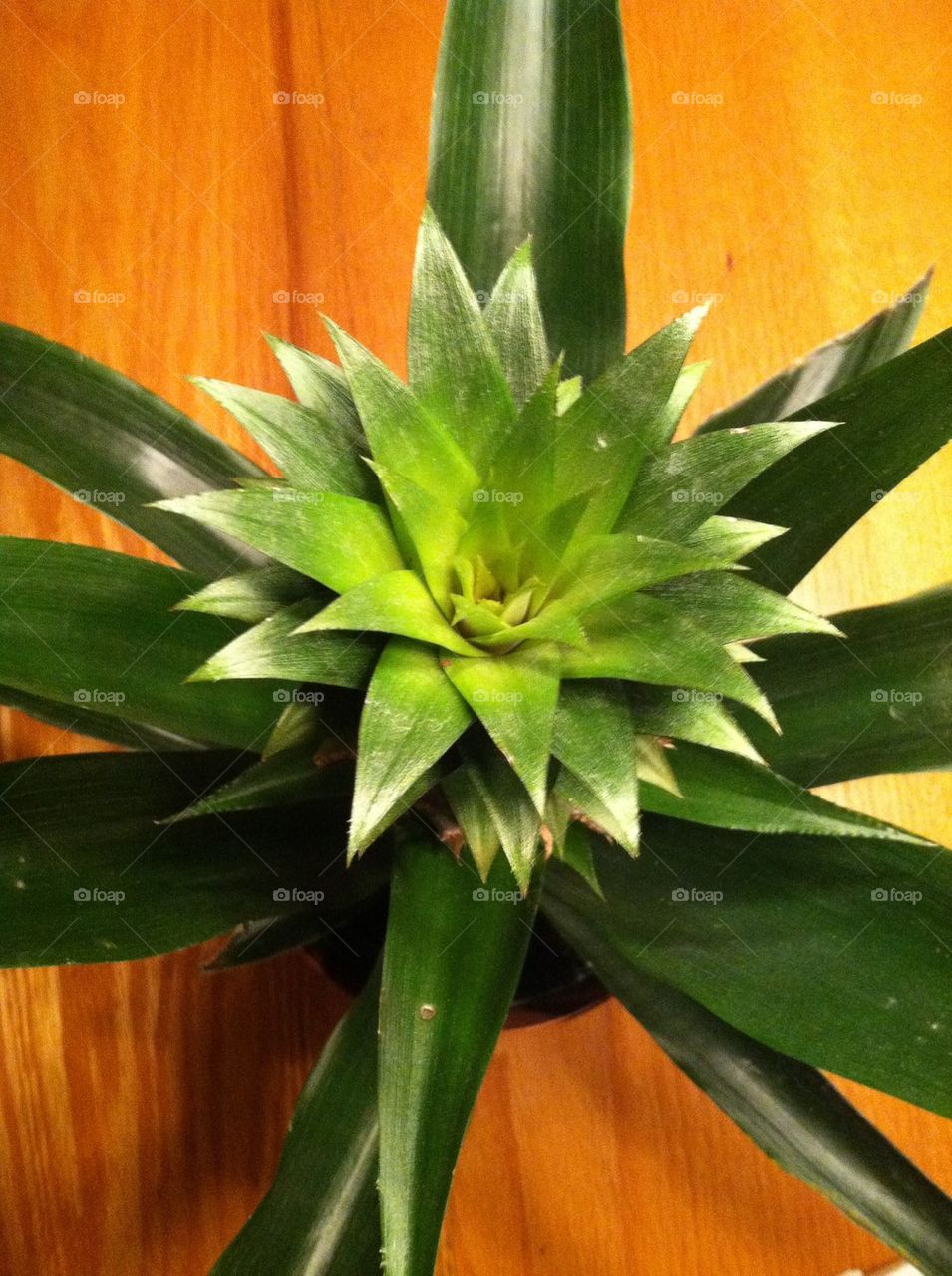 Top of a Pineapple plant 