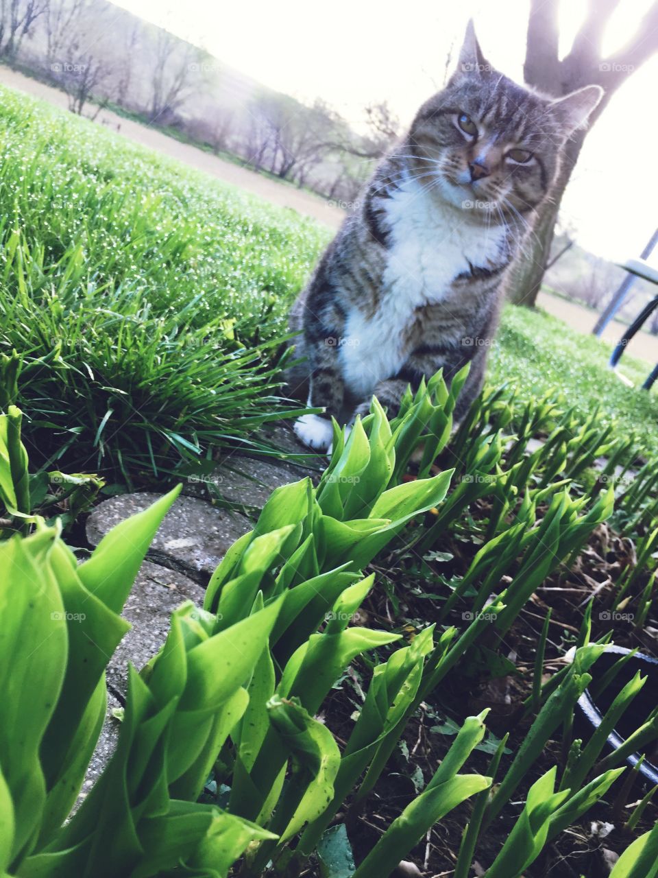 Early Riser - backlit full view diagonal shot of grey tabby cat in the springtime sitting on concrete planter edging, looking at camera, new plants and sunken pots visible in planter, trees and grass visible, rural area