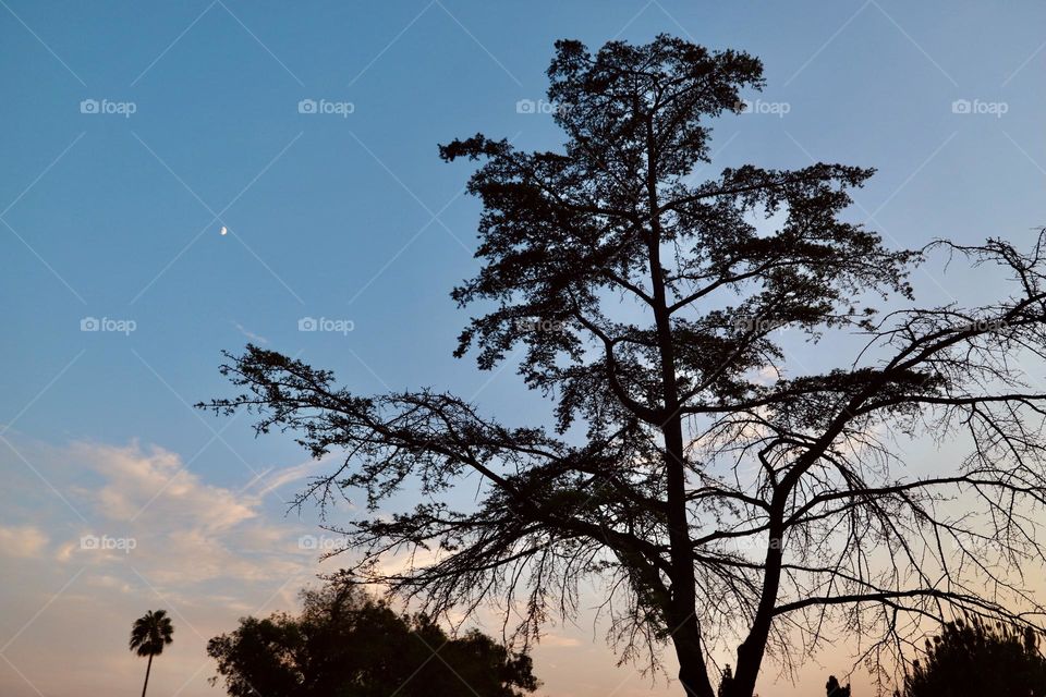 Nighttime at the park 