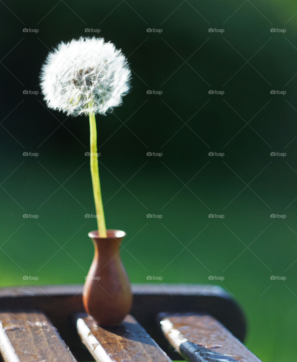 one Dandelion on the garden table