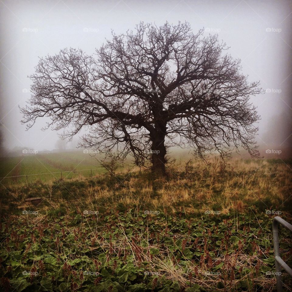 Tree, oak . Fog 