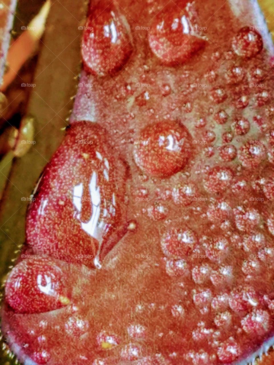 Close Up Leaf
