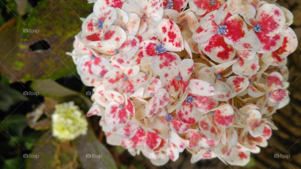 Speckled Hydrangea