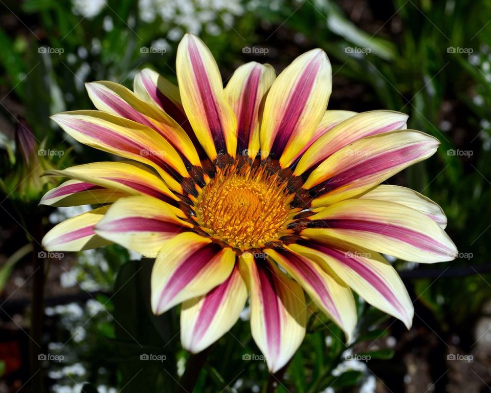 Close-up of single flower