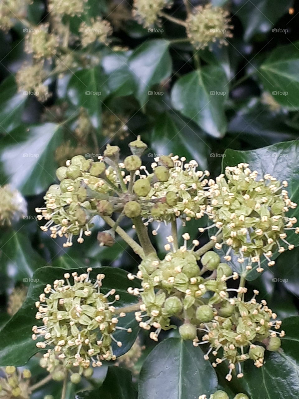 Autumn Buds