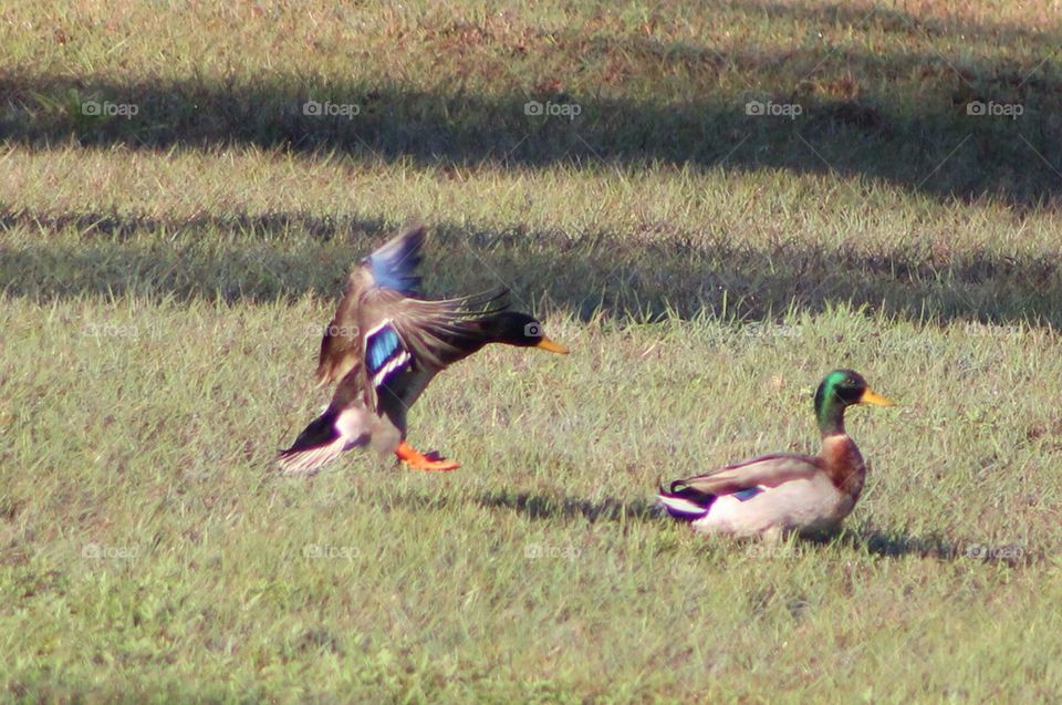 Mallard ducks