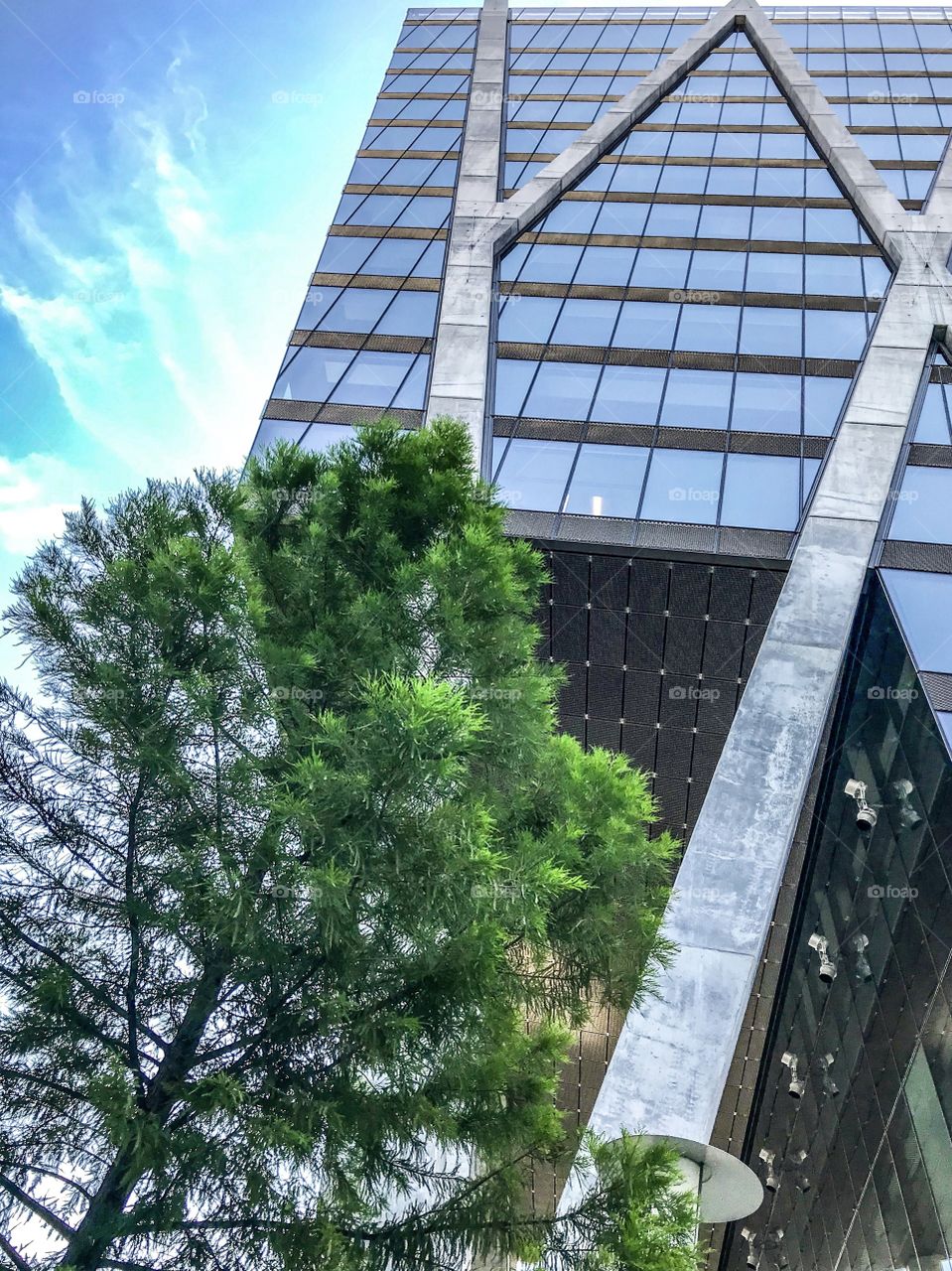 Pine tree seems so little next to the tall building 