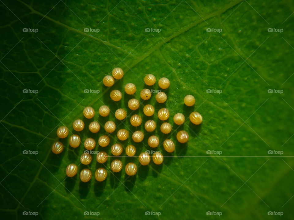 tiny butterfly eggs