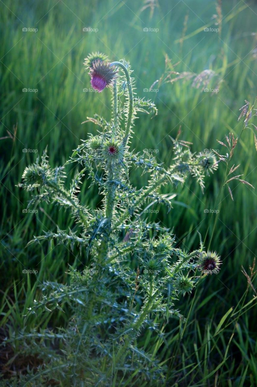 Trail flora