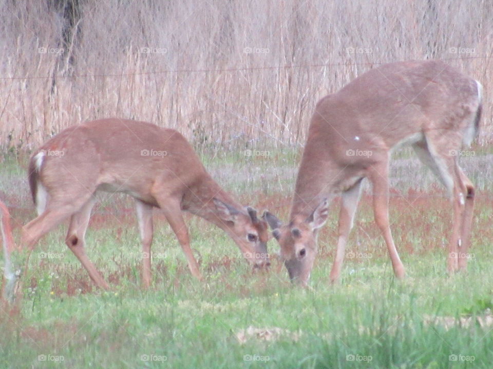 Bucks
