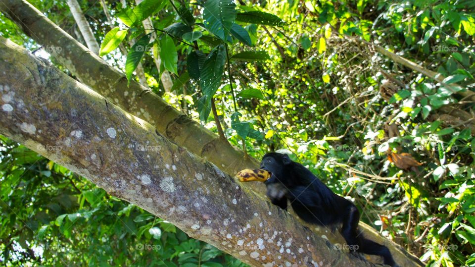 macaco comendo banana - monkey eating banana