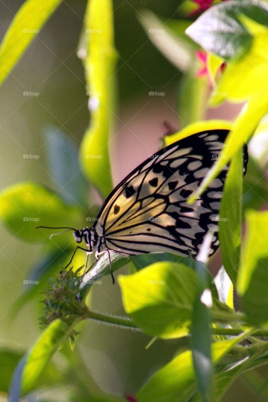 Butterfly