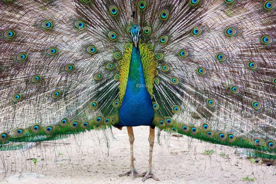 A peacock spreading feathers