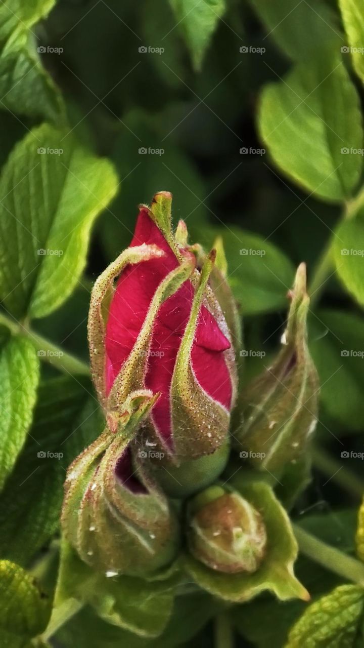Macro photo of roses