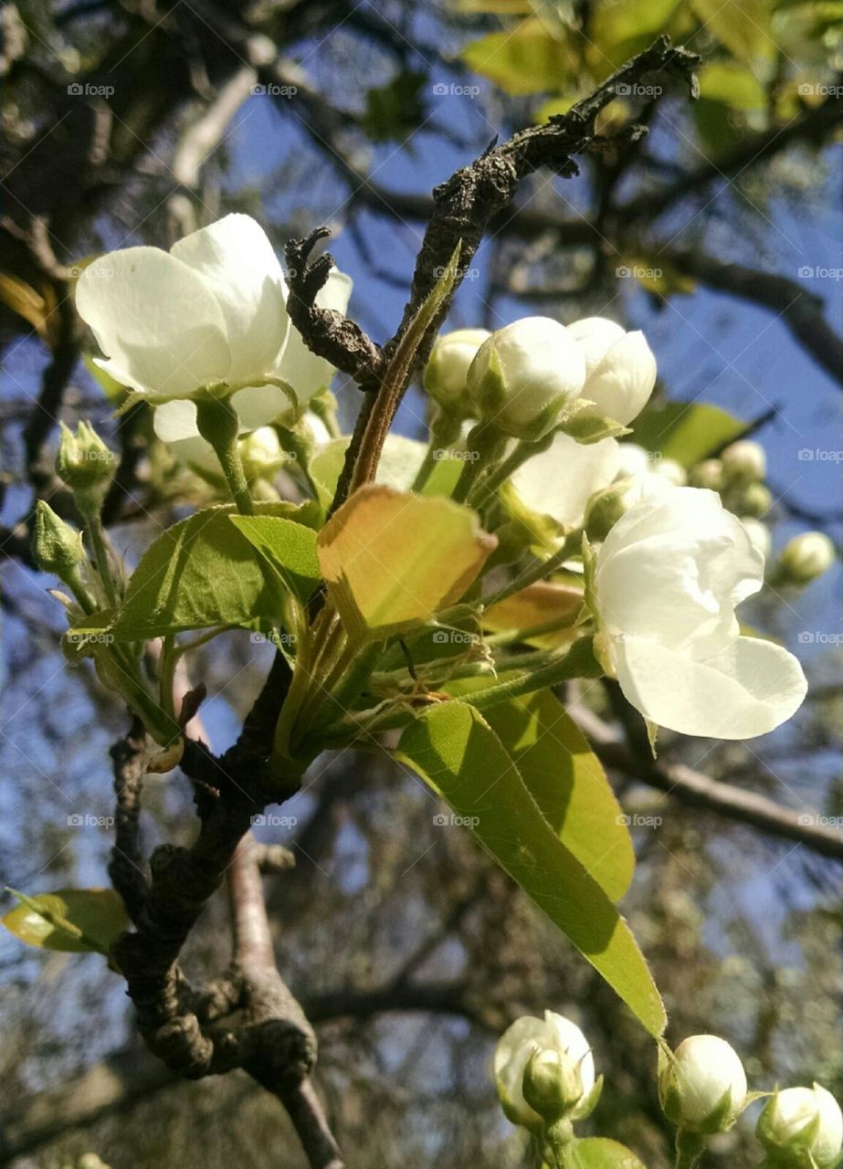 Pear Blossoms