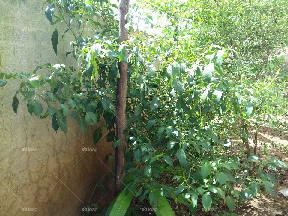 small chilli plant