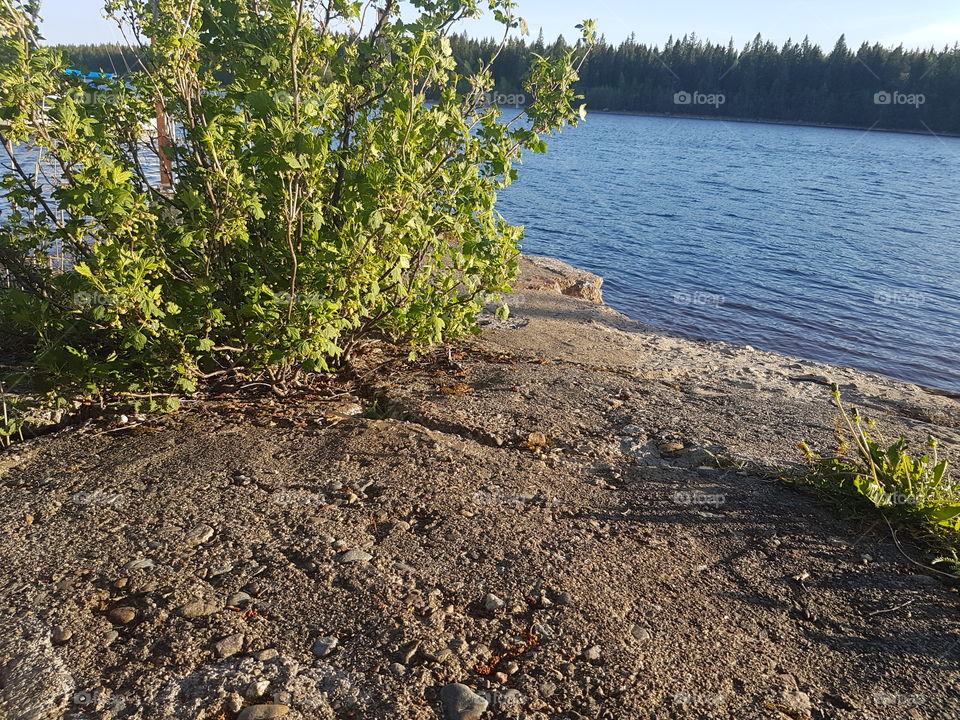 krusbärsbusken har fått kart & växer & trivs bra på klippan vid vattnet