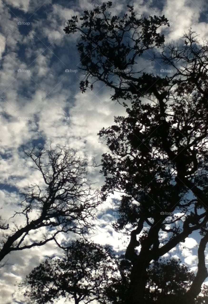 Oaks against a cloudy sky