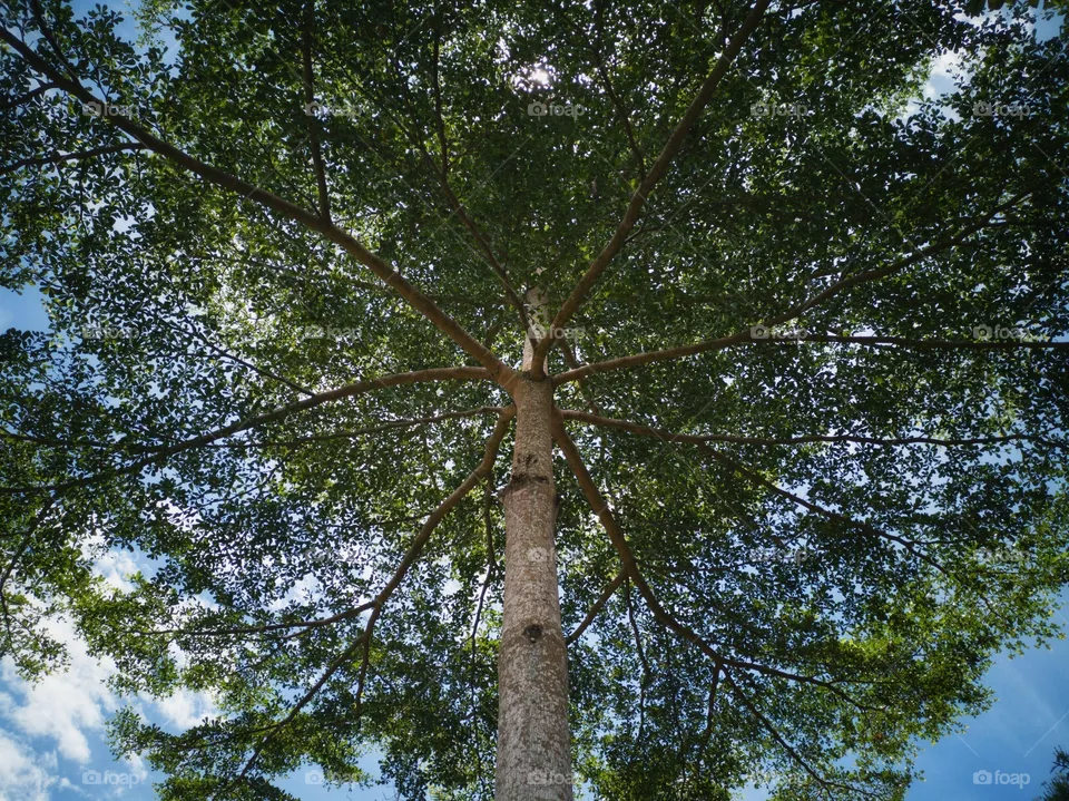 Tree top