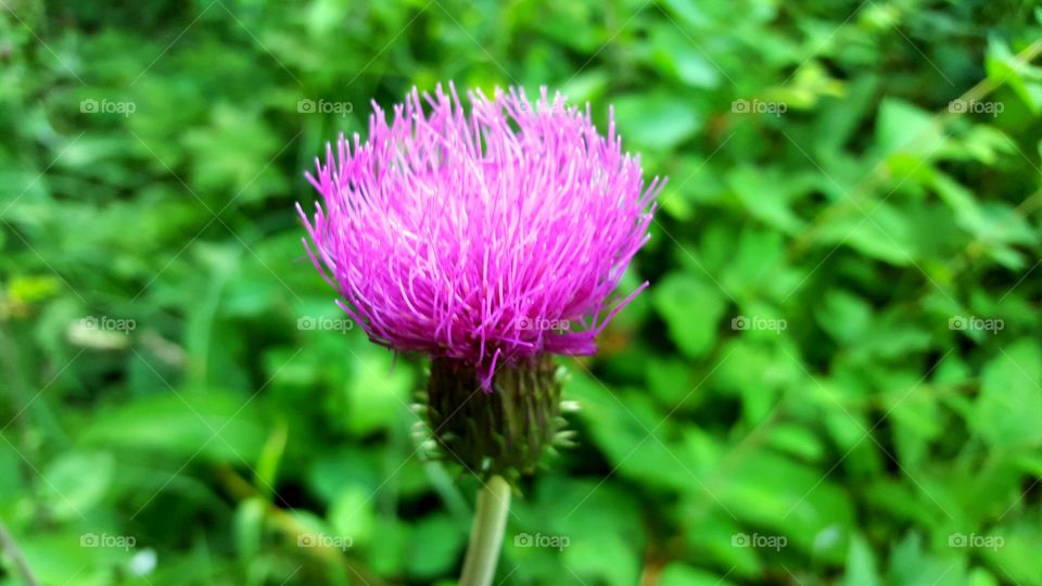 Thistle. A majestic pink thistle