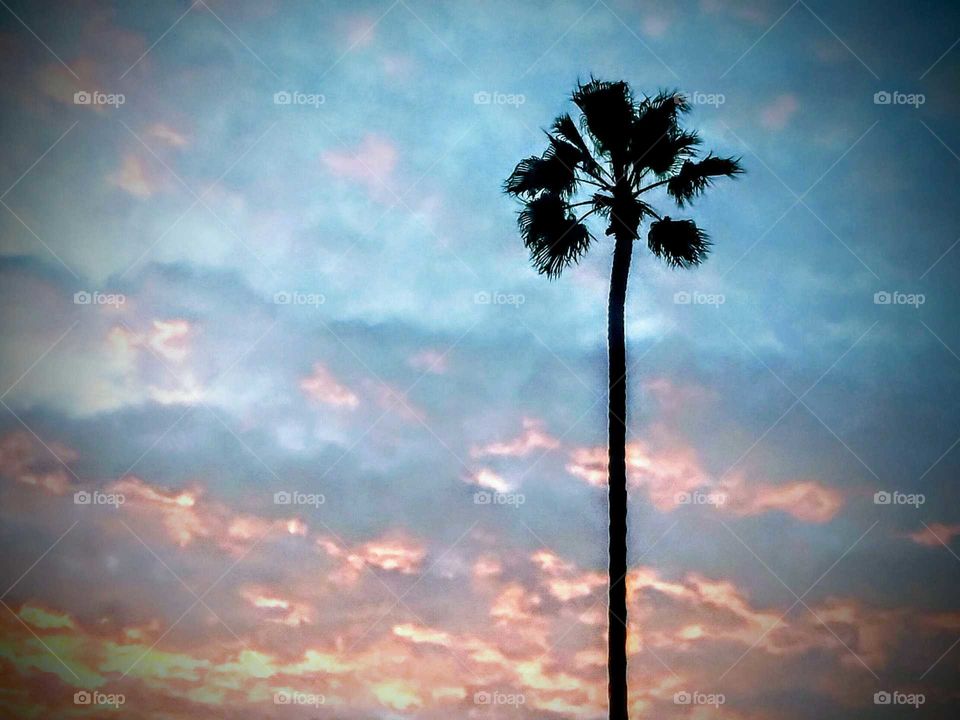 Vignette Backlit Palm Tree at Sunset