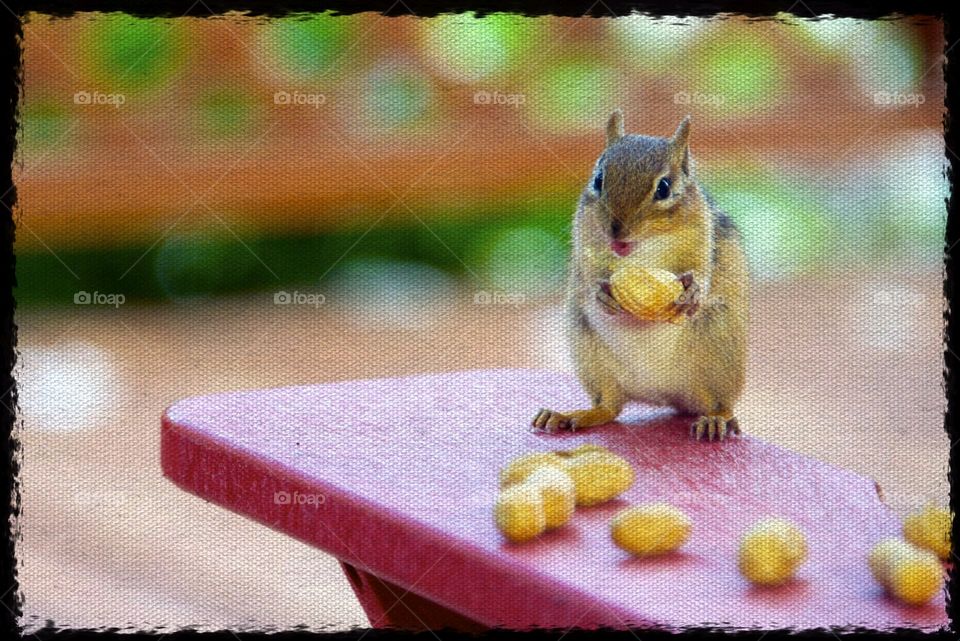 Little Chipmunk . enhanced with sketch paper 