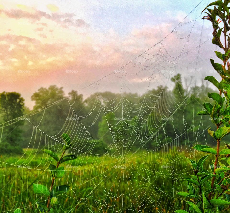 Spider web on plant