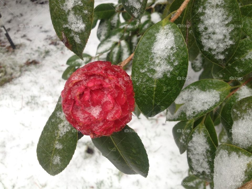 Frozen flower