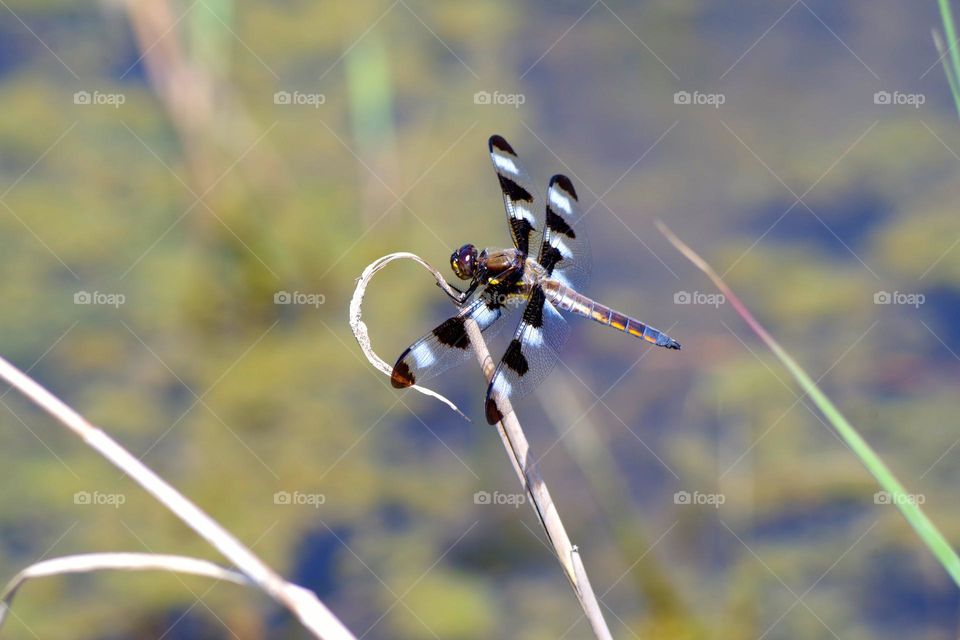 Your best macro shot