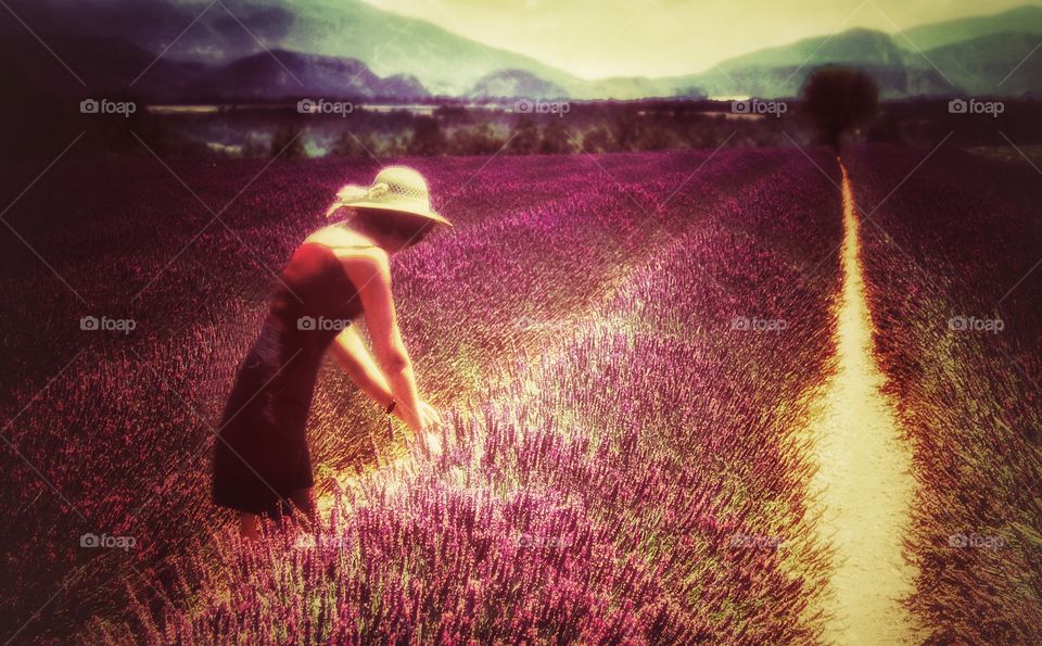 Lavender. Provence