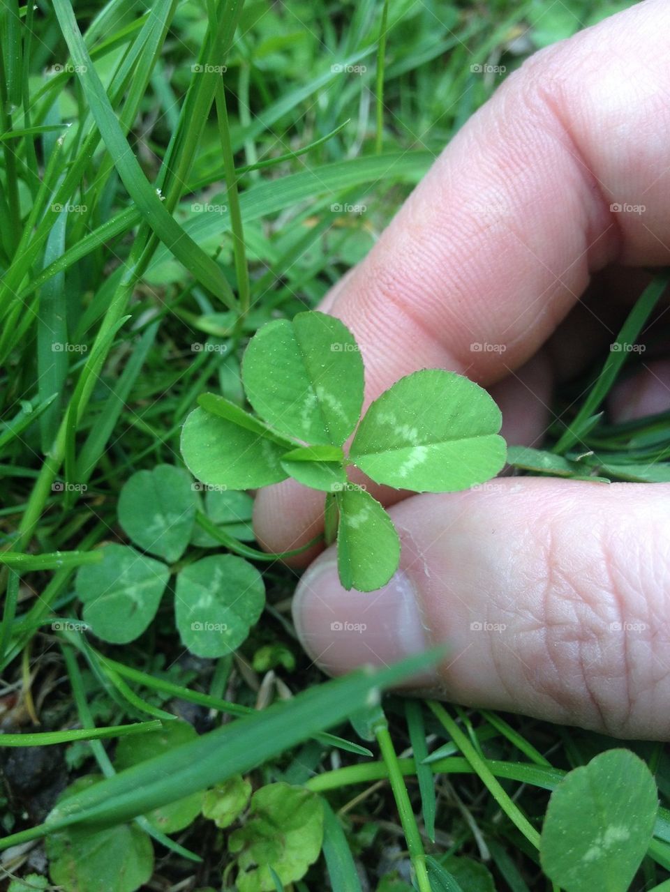 Clover time 