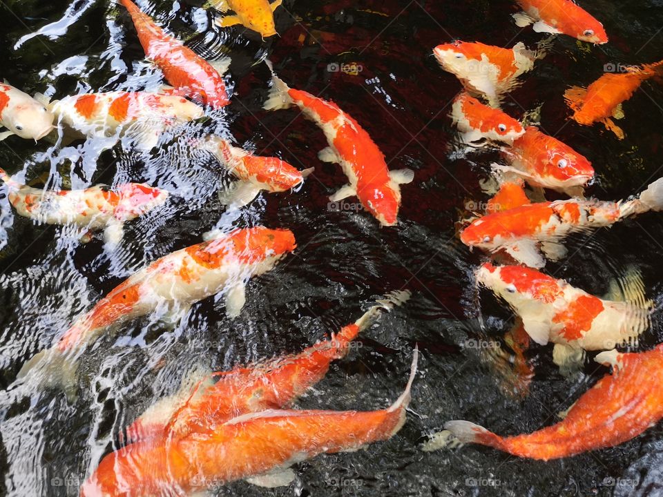 Fancy​ carp​ koi fish​