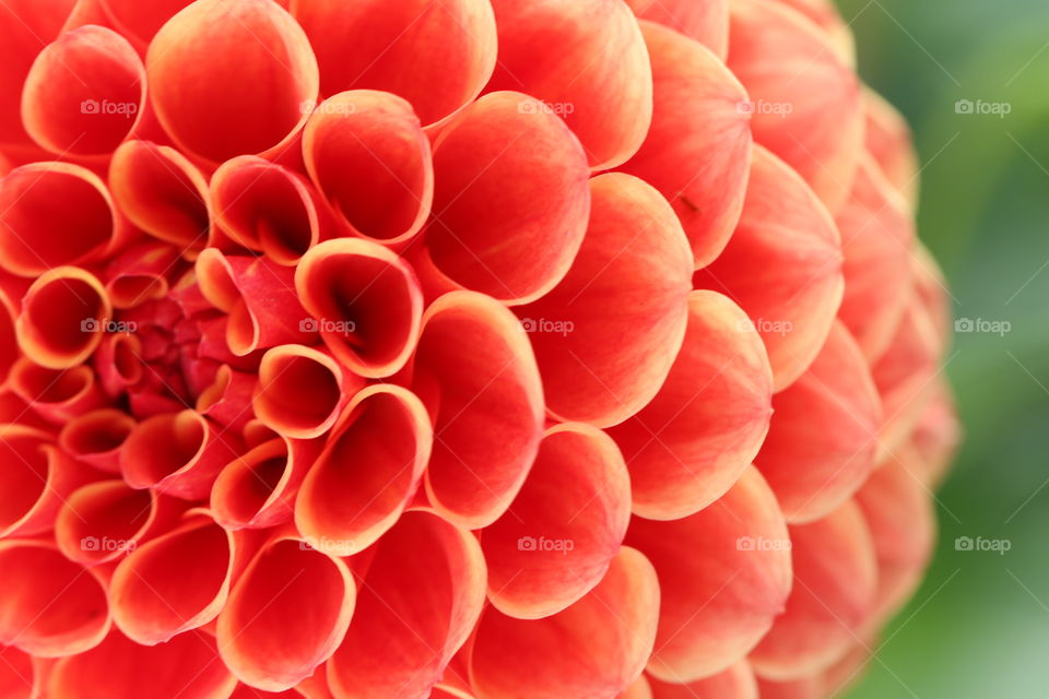 Orange Flower Petals. Intricate patterns of dahlia petals