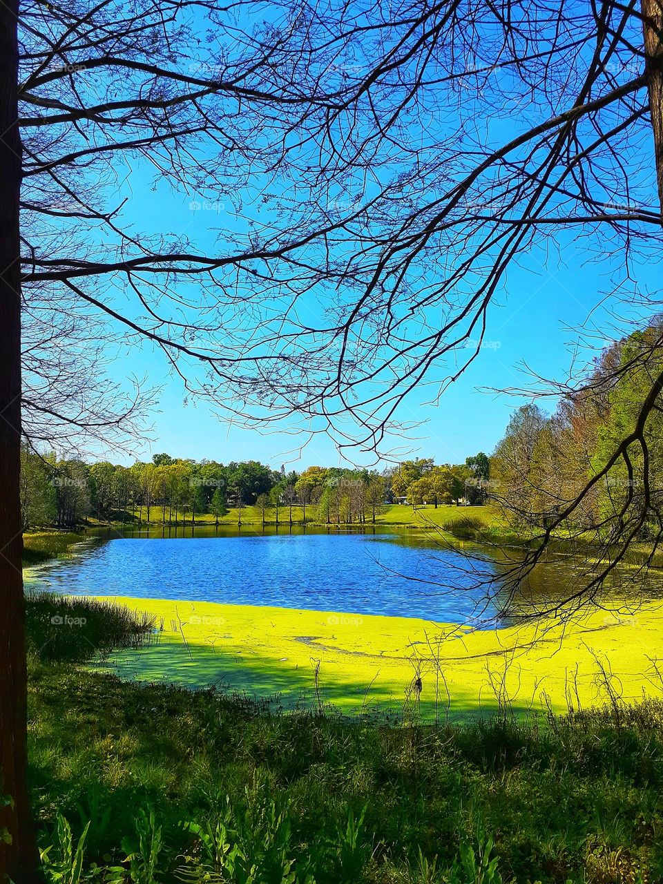 A beautiful spring landscape photo of Greenwood Urban Wetland in Orlando. Florida.